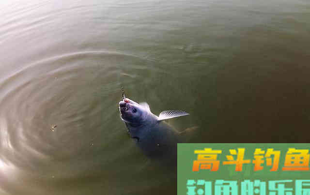 黑坑钓大青鱼并不难，难的是你不了解鱼情