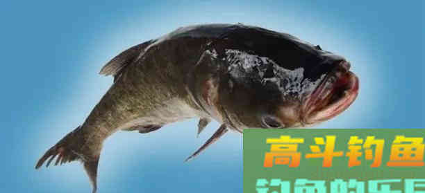 鲢鳙好不好钓？答案：好钓