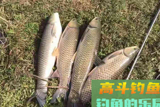 老大爷口出狂言：钓草鱼根本用不着商品饵
