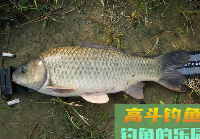 鲫鱼有哪些种类？没想到竟然有这么多种