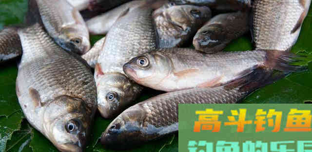 鲫鱼的智慧，或许才是如今小人物的翻身秘宝