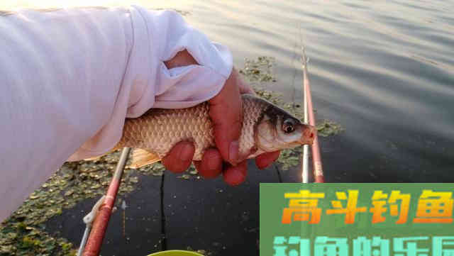 春钓大鲫鱼,这三种用饵方法别错过 春钓大鲫鱼,这三种用饵方法别错过