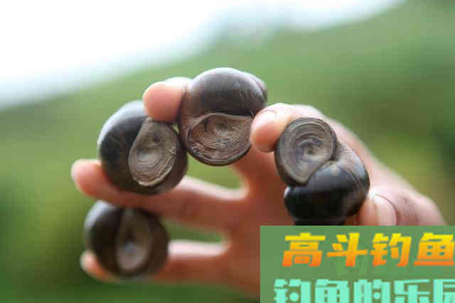 黑坑钓大青鱼六个步骤,是关键6点细节要注意 黑坑钓大青鱼六个步骤,是关键6点细节要注意