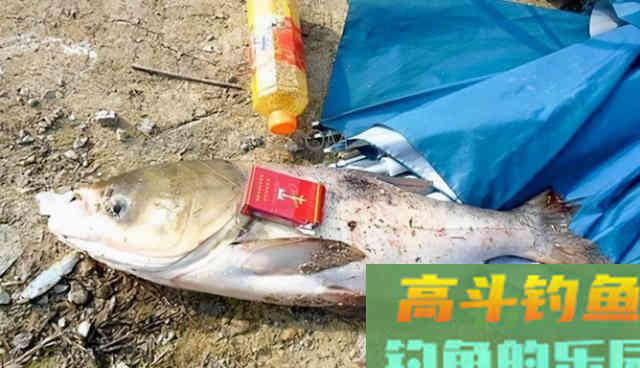 手竿底钓鲢鳙，这样做连杆中鲢鱼，就像拉白条一样