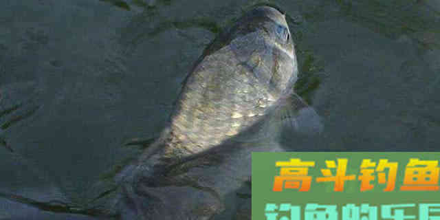 秋钓草窝，搞清楚明和暗的区别，大板鲫排队入护