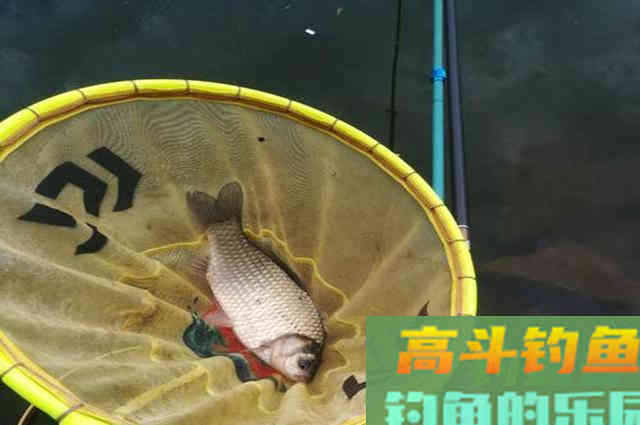 大板鲫不是你想钓就能钓,用对方法才有可能钓到 大板鲫不是你想钓就能钓,用对方法才有可能钓到