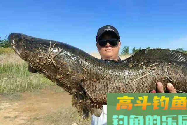 没料到用了这狠招,黑鱼就连杆了，老钓鱼人都甘拜下风