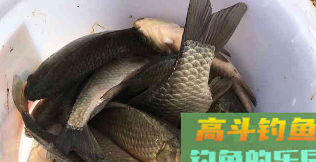 何为逗钓？深度解析逗钓的种类及各自使用方法及特点