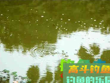 河道经常发现狡猾甲鱼露出水面，要怎么钓上岸