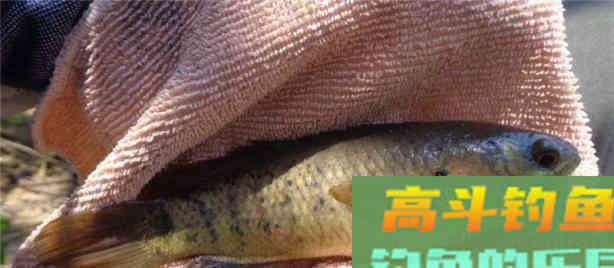 这种小型鲫鱼，能够上岸行走，为什么惹广东钓友厌恶