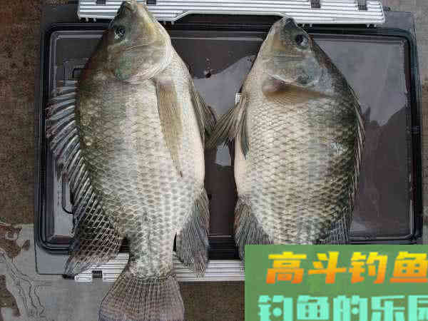 两广海南的钓鱼人,谈论钓罗非的技巧 两广海南的钓鱼人,谈论钓罗非的技巧