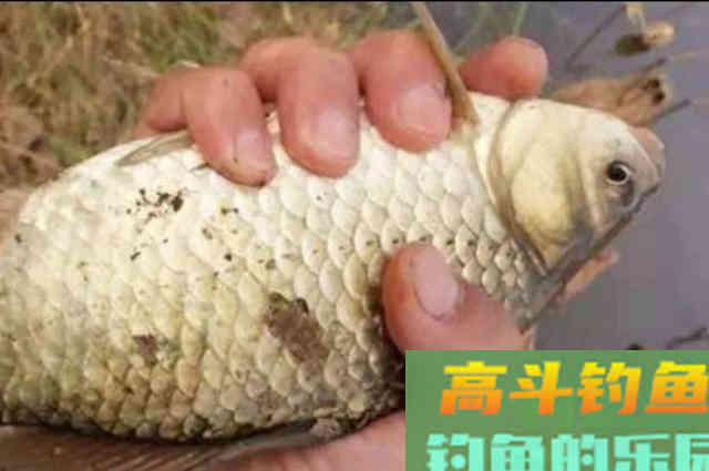 野钓板鲫要不要打窝？如果你会这些神操作，根本没必要