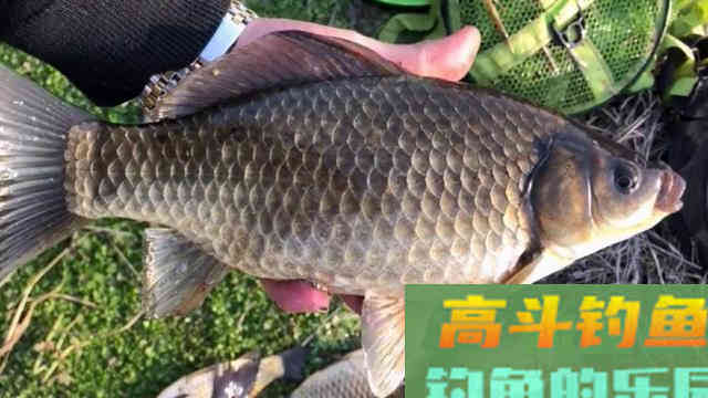 野钓鲫鱼，如何做到小中取大，学会专钓大鲫鱼