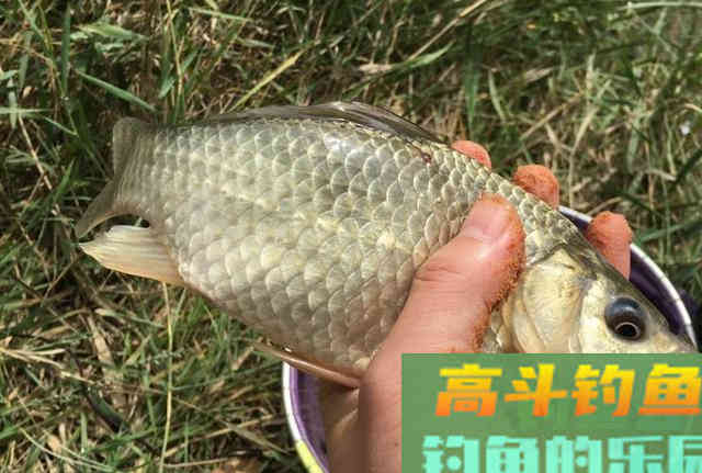 秋天野钓鲫鱼，选择钓位和饵料与调钓技巧总结