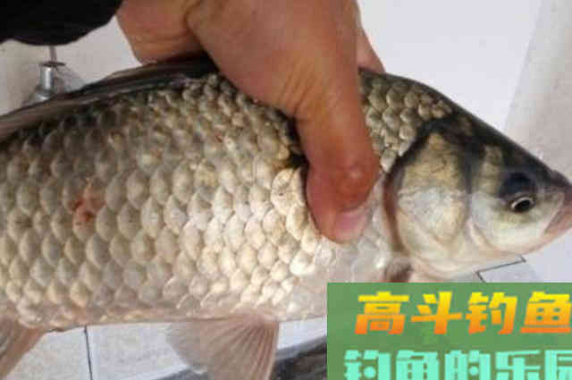 冬天的鲫鱼不好钓?果断换用这3大招式 冬天的鲫鱼不好钓?果断换用这3大招式