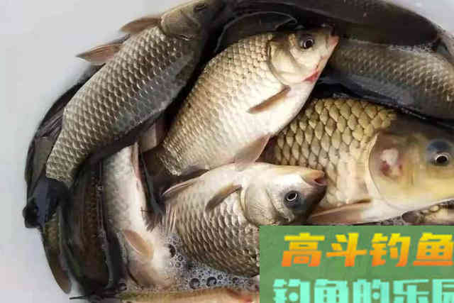 下雨时，一旦换用这鲫鱼钓法，中鱼率瞬间提高