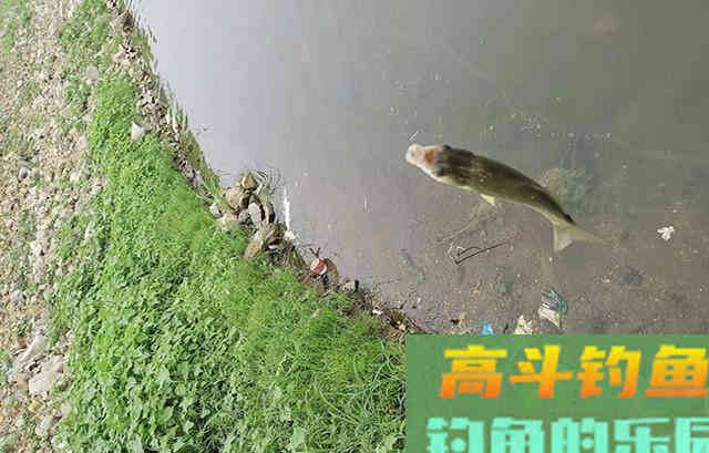 夏季鲫鱼难钓是什么原因？困惑的钓友看
