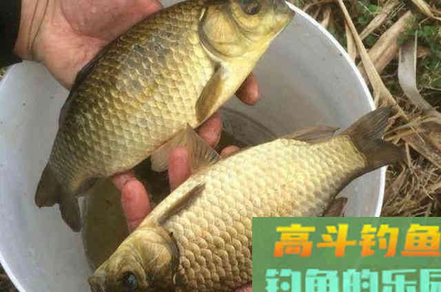 不管在哪,大板鲫只要按我说的钓狂拔连杆 不管在哪,大板鲫只要按我说的钓狂拔连杆