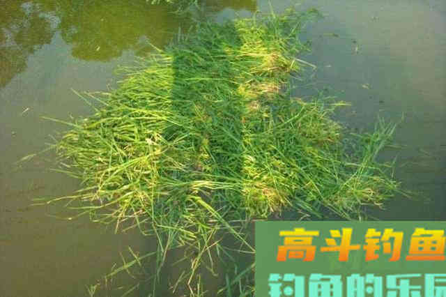 谁说大草鱼难钓?从四个方面探究,分享三种钓法 谁说大草鱼难钓?从四个方面探究,分享三种钓法