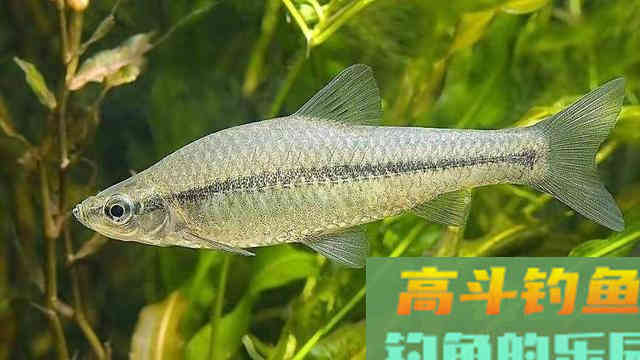 娇小麦穗鱼，已成功&ldquo;入侵&rdquo;34国！欧洲成了&ldquo;重灾区&rdquo;？