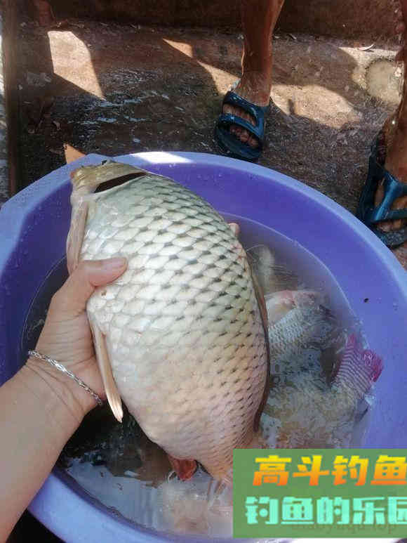 鲤鱼狂口期即将到来，只看一个信号，这样钓爆护概率大