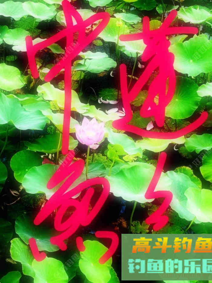 野钓鲫琐碎事闲谈,夏季野钓鲫鱼技巧合集 野钓鲫琐碎事闲谈,夏季野钓鲫鱼技巧合集