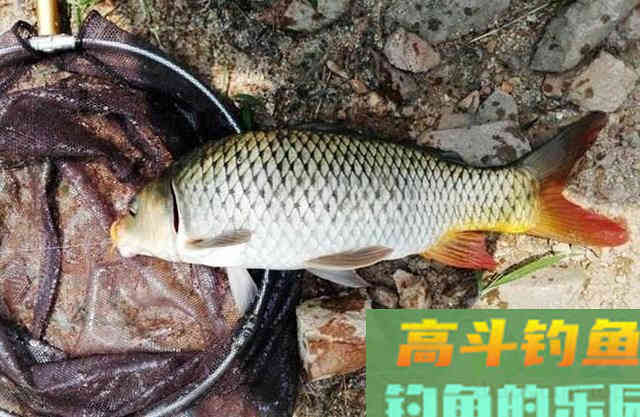 钓鲫鱼碰到大鱼吃钩怎么办？鱼竿、线组、鱼钩要搭配好