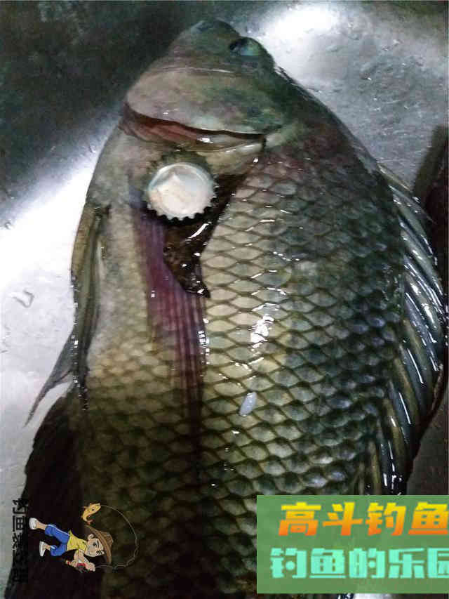 天气渐冷钓大罗非窝子做好很重要,附自制便宜饵料配方 天气渐冷钓大罗非窝子做好很重要,附自制便宜饵料配方