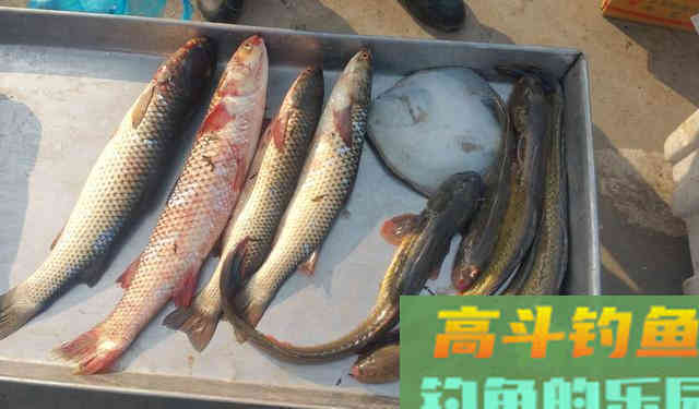 它只有一年寿命,还是很便宜的海鱼——光鱼 它只有一年寿命,还是很便宜的海鱼——光鱼