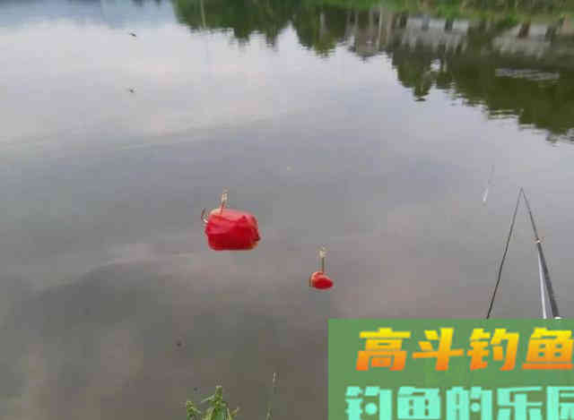 玉米钓不到鲤鱼,很有可能用法不对 玉米钓不到鲤鱼,很有可能用法不对