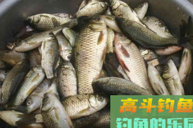原来这套鲫鱼钓法,五月用它才最有效 原来这套鲫鱼钓法,五月用它才最有效