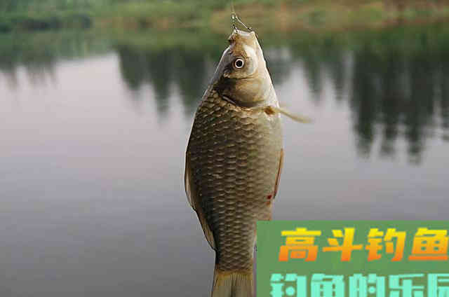 大板鲫一钓一个准,庆幸我有这狠招 大板鲫一钓一个准,庆幸我有这狠招