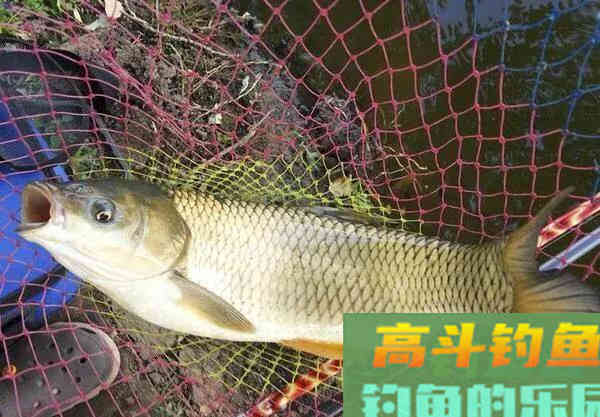 如何钓草鱼?应因地制宜,分析鱼情特点正确选择钓底 如何钓草鱼?应因地制宜,分析鱼情特点正确选择钓底