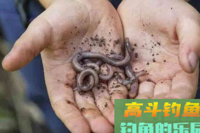 一提到黑鱼就来劲，试过这钓法的人都说好