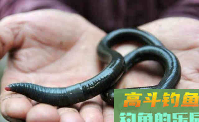 钓黄颡鱼时,掌握这些小技巧,连竿不断手感好 钓黄颡鱼时,掌握这些小技巧,连竿不断手感好