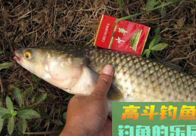 鲻鱼如何钓,钓内河鲻鱼的方法与技巧 鲻鱼如何钓,钓内河鲻鱼的方法与技巧