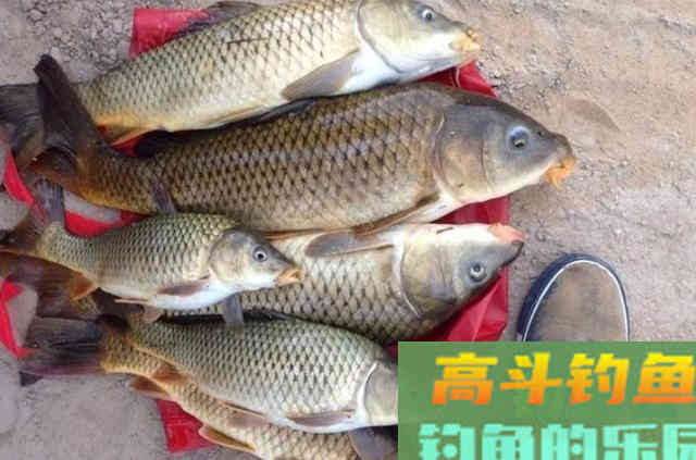 夏天我只要用这鲤鱼钓法，不管在哪都能过过瘾
