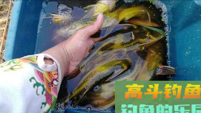 秋钓黄颡鱼,学会这样钓,少走弯路渔获多 秋钓黄颡鱼,学会这样钓,少走弯路渔获多