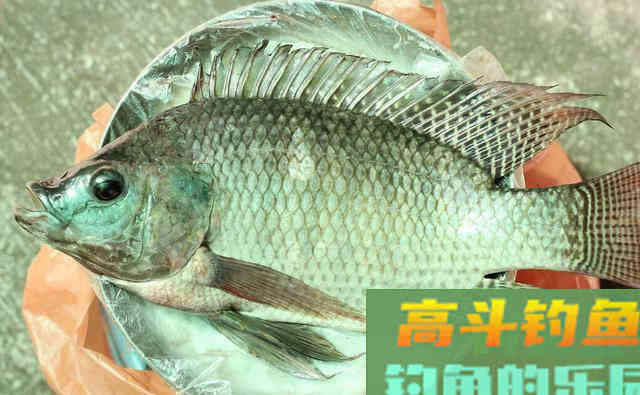 非洲鲫鱼到底有何，魅力让钓鱼人又爱又恨