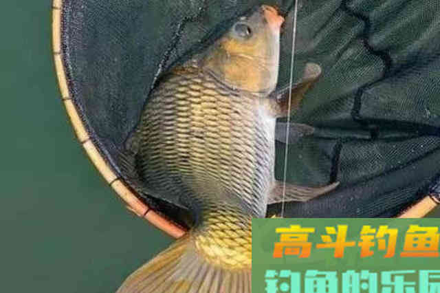 春钓鲤鱼这样用漂，一个礼拜至少钓五次