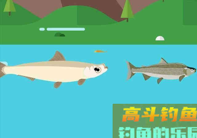 如何钓到蒙古红鲌？嘴巴地包天，俗称红尾巴