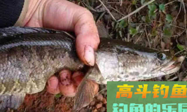 到初秋，黑鱼才最好钓，一钓就爆护