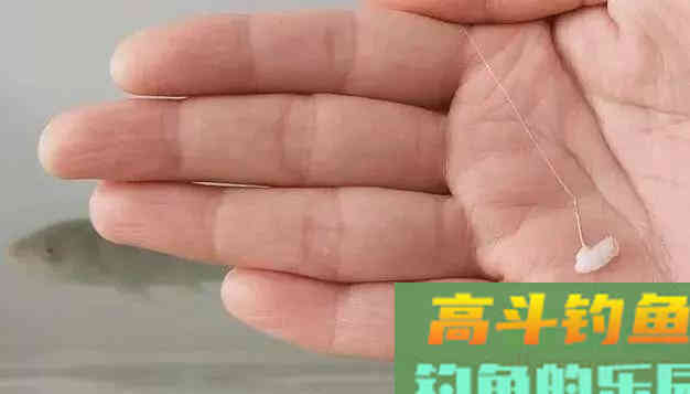 秋季钓鲫鱼为什么会空军？