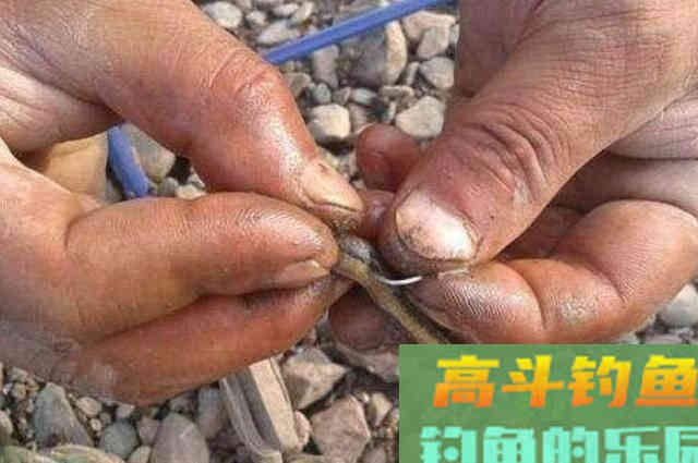 秋天钓黑鱼，懂行的人从不乱来！按我说的钓爆护