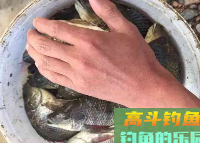 罗非鱼爱谈恋爱,钓鱼人利用此特性,将其一窝端 罗非鱼爱谈恋爱,钓鱼人利用此特性,将其一窝端