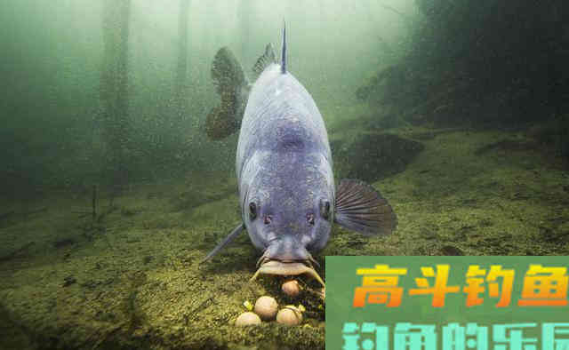 源于英国的鲤鱼钓法,为什么针对国内大鱼也有效 源于英国的鲤鱼钓法,为什么针对国内大鱼也有效