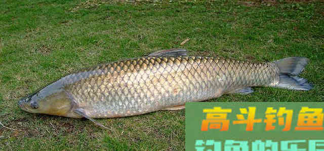 春末的草鱼真是不难钓,要掌握这四个基本要素 春末的草鱼真是不难钓,要掌握这四个基本要素