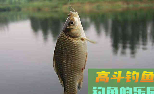 散塘垂钓，鲫鱼吃口轻，针对轻口鱼垂钓要注意