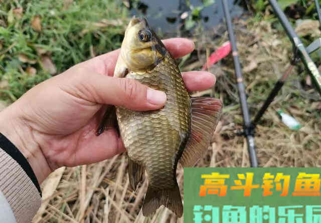 小野塘鲫鱼连杆，4个小时钓了半桶