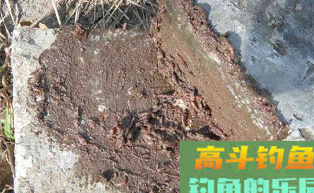 深秋野钓黄颡鱼,可以用这些东西打窝聚鱼 深秋野钓黄颡鱼,可以用这些东西打窝聚鱼